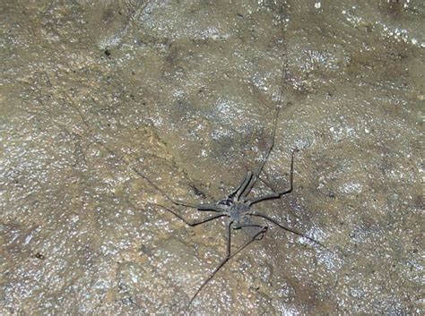 Tailess Whip Scorpion Project Noah