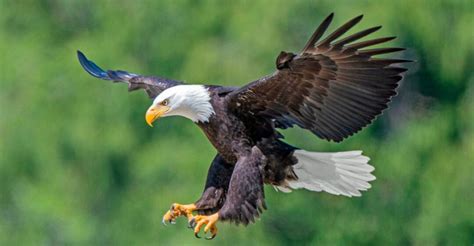 13 Hidden Secrets Behind The Bald Eagle's Hunting Techniques