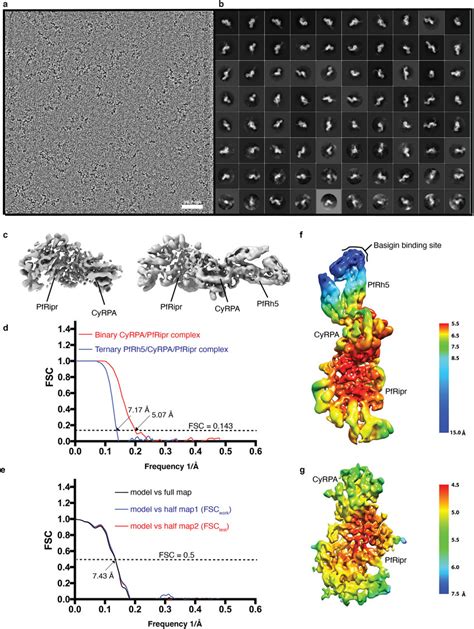 Cryo Em Single Particle Analysis Of Rh5cyrparipr Complex A A