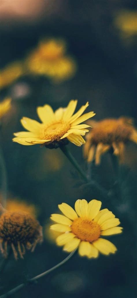 Daisy Wallpaper - IXpaper