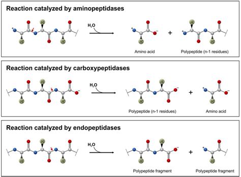 Biomolecules Free Full Text Research Applications Of Proteolytic Enzymes In Molecular Biology