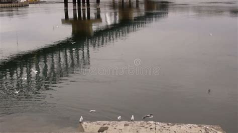 Water Pollution, Danube River, Steadicam Shot Stock Footage - Video of ...