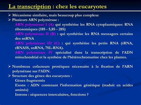 Ppt La Transcription De Ladn Chez Les Eucaryotes Powerpoint