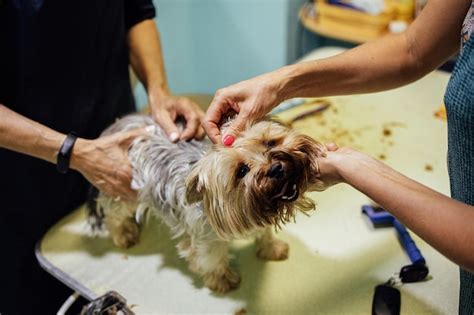 Premium Photo Groomer Woman Cutting And Combing Dog At Grooming Salon