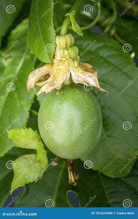 Growing Unripe Purple Passion Fruit In Vine Species Passiflora Edulis