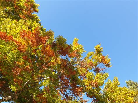 Luoghi Dove Ammirare Il Foliage In Trentino Innesti Restaurant