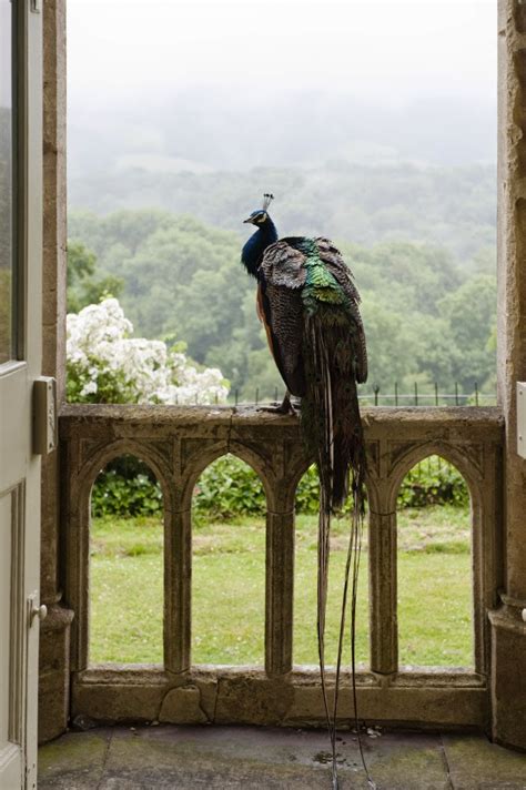 Peacocks Garden Peacock