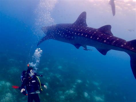 Cebu: Whale Shark & Mysterious Waterfall Private Tour