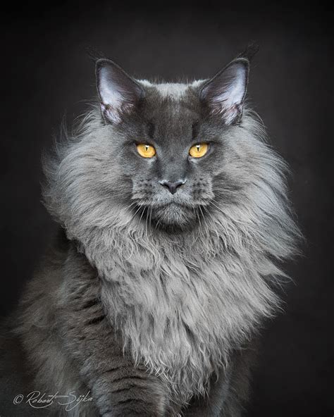 Maine Coon Cats Photographed As Majestic Mythical Beasts Demilked