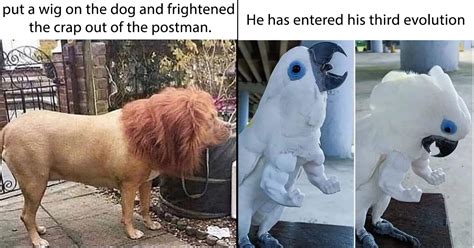 fresh funny animal memes dont   monday  dont