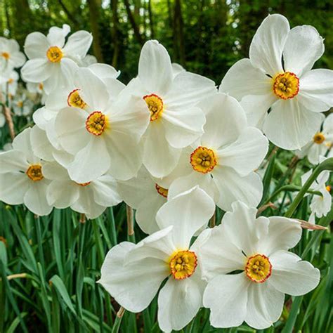 5 Bulbs Poeticus Daffodil Actaea Large Bulbs Sz 1214 Etsy