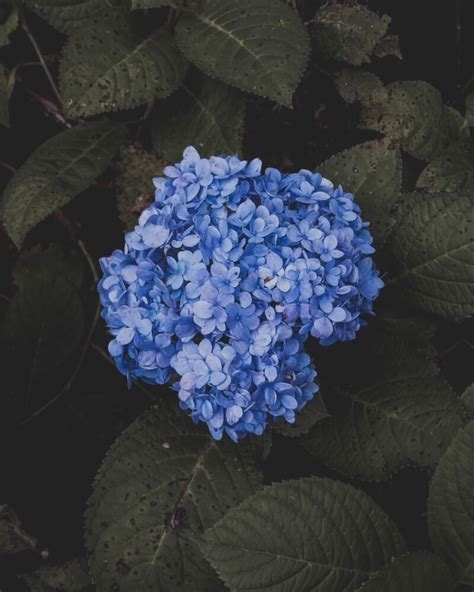 What Is Zinfin Doll Hydrangea Plant Plantstype