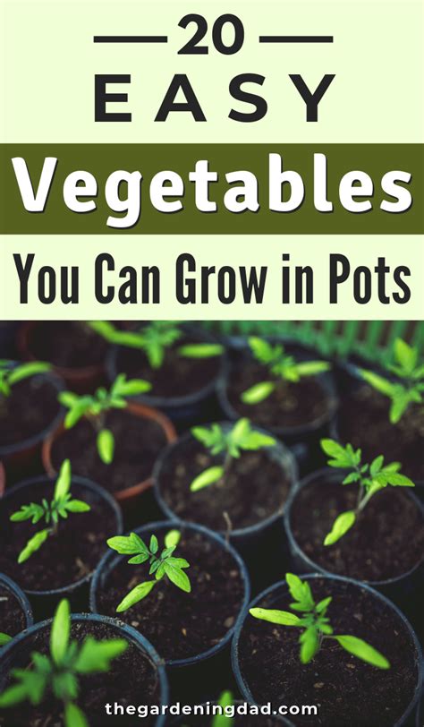 20 EASY Vegetables to Grow in Pots for Beginners | Easy vegetables to ...