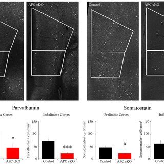 APC CKO Mice Show Reduced Numbers Of PV And Somatostatin SST