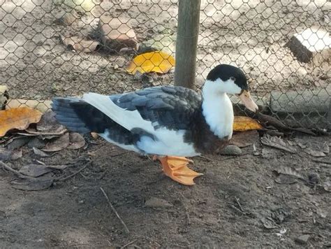 Cruza De Pato Com Marreco
