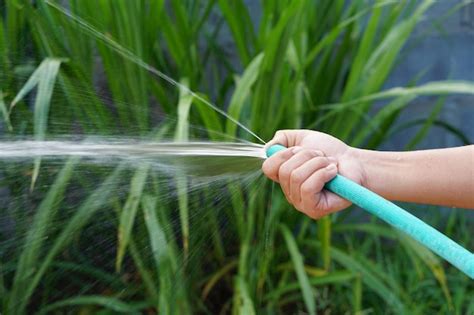 Agricultores Pulverizam água De Uma Mangueira Para Regar As Plantações