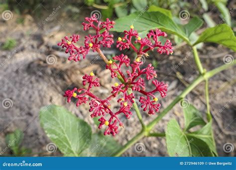 Filigrane Plant Flower, Pantanal Wetlands, Mato Grosso, Brazil Stock ...