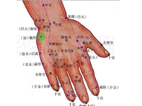 左右手手心手背穴位图word文档在线阅读与下载无忧文档