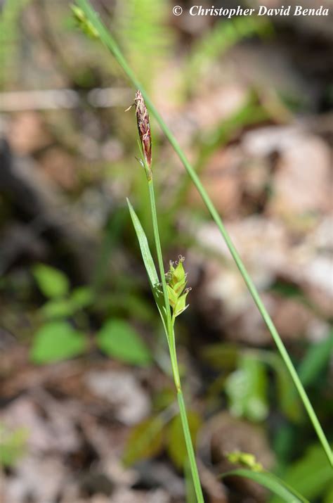 Carex Careyana Illinois Botanizer