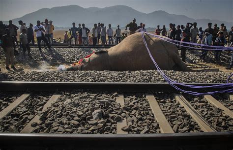 Train Kills 2 Elephants Walking On Track In Northeast India Ap News