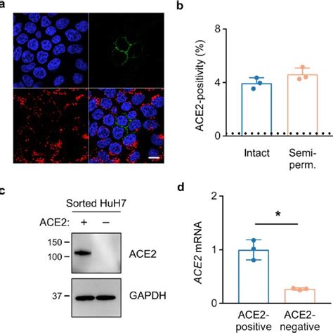 Heritability Of ACE2 Expression In HuH7 Cells A Immunofluorescence