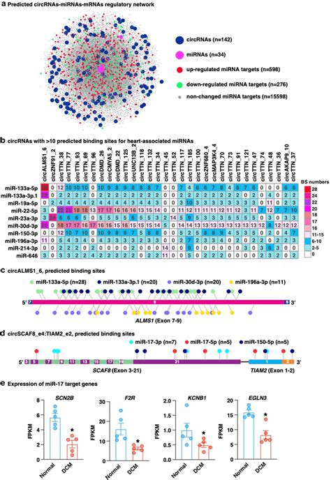 Prediction Of Circrna Potential For Sponging Mirnas A Predicted