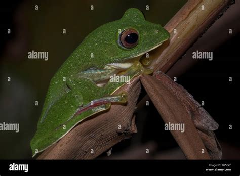 Malabar Gliding Frog Rhacophorus Malabaricus Hi Res Stock Photography