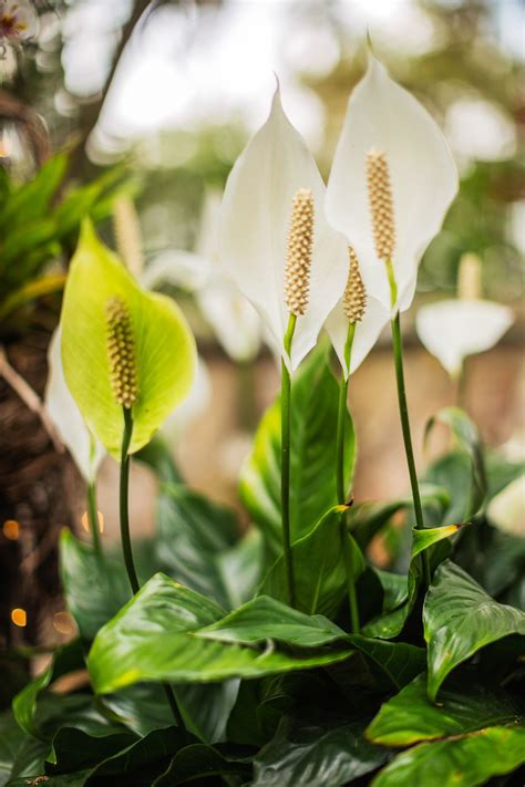 peace lily care cut off dead flowers 11