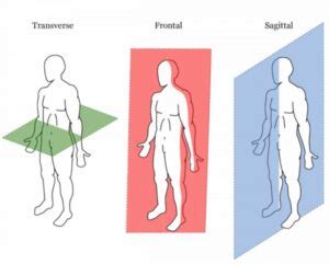 Planos anatómicos Anatomía Homo medicus