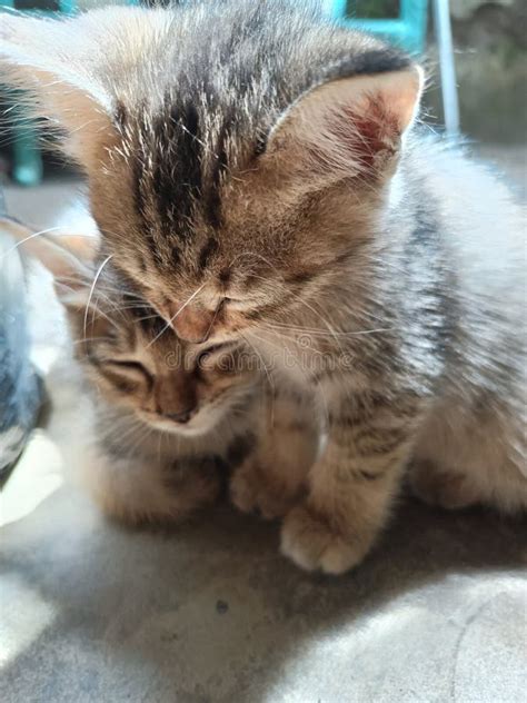 Two Cute Kittens Are Sleeping Stock Photo Image Of Outdoor Wildlife