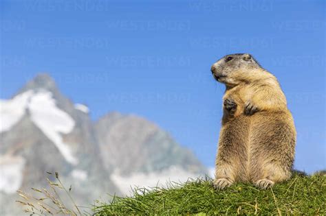 Sterreich Salzburger Land Alpenmurmeltier Marmota Marmota Mit