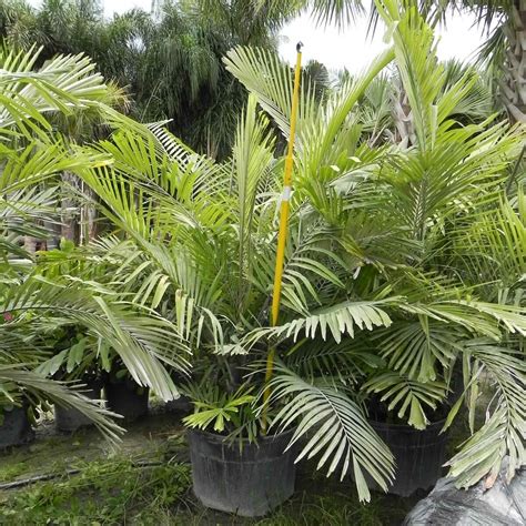 Dwarf Sugar Palm | Arenga Engleri | Palmco - Wholesale Palms, Florida