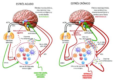 Respuesta neuroendocrinoinmunológica humoral ante el estrés agudo y