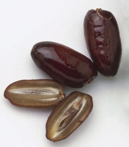 Как вырастить финик из косточки в обычном горшке