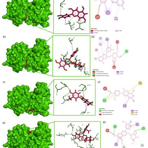 The Interaction Among Cyanidin A Cyanidin 3 O Glucoside B