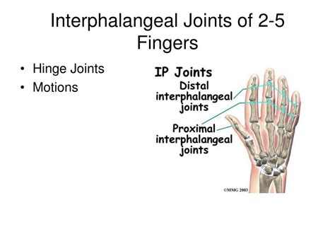 Anatomy Of Finger Joints