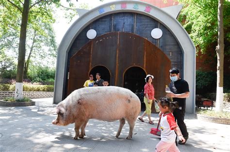 汶川地震十四周年：“猪坚强”标本回家，一生承载着汶川记忆快看澎湃新闻 The Paper