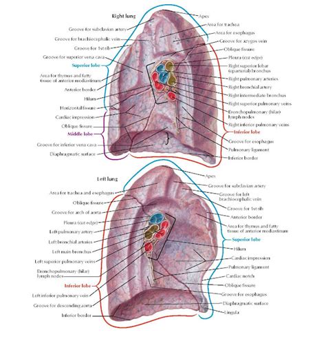 Lungs Medial Views Anatomy Pediagenosis