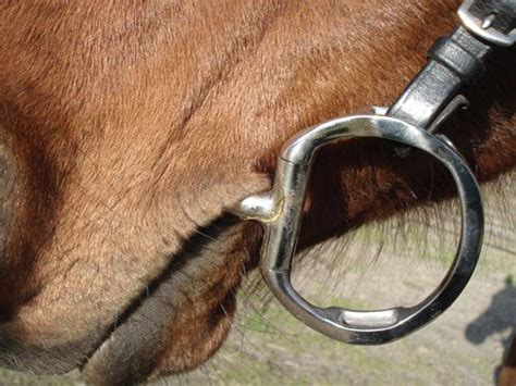 Buying Horse Bits: How to Measure a Horse for a Bit Horse Gear, Horse ...