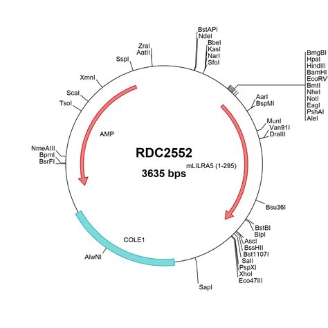 Mouse Lilrc Np Versaclone Cdna Rdc R D Systems