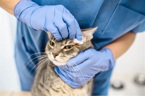 Cat Skin Cancer Understanding Symptoms And Treatment Best Pet Foods