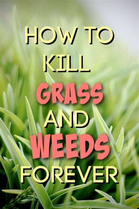 How To Permanently Kill Grass And Weeds With Salt Vinegar And Dawn