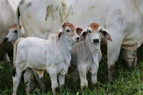 Pin De Johan W En Boerdery Ganado De Carne Ganado Ganado Bovino