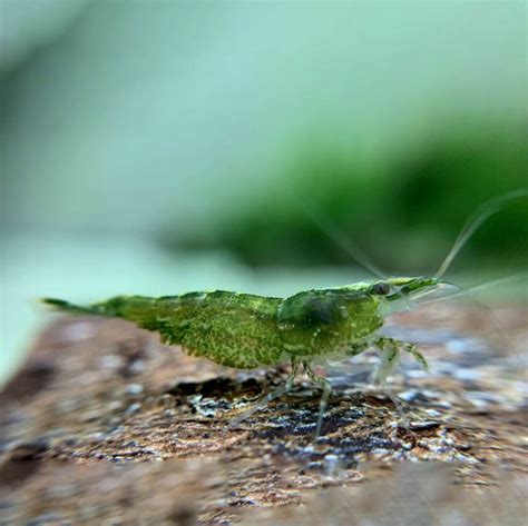 Krewetka Green Jade Neocaridina Heteropoda Var Green Jade Saxon