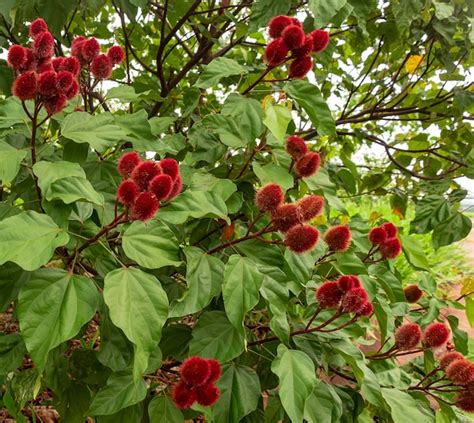 Achiote Bixa Orellana Um Grande Arbusto Ou Pequena Rvore Que