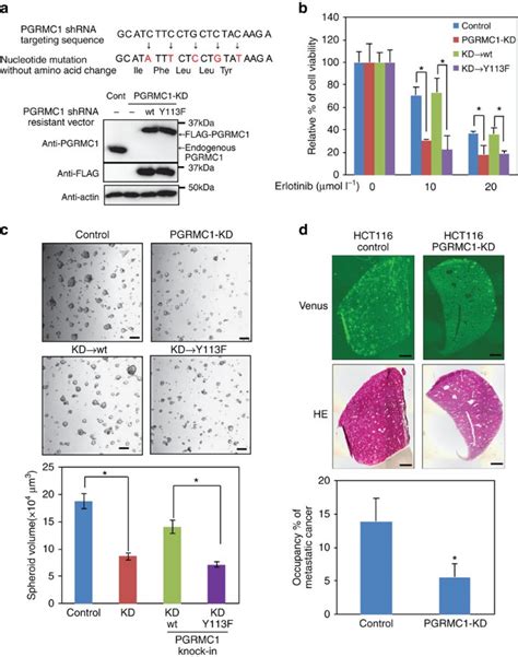 Haem Dependent Dimerization Of Pgrmc Sigma Receptor Facilitates