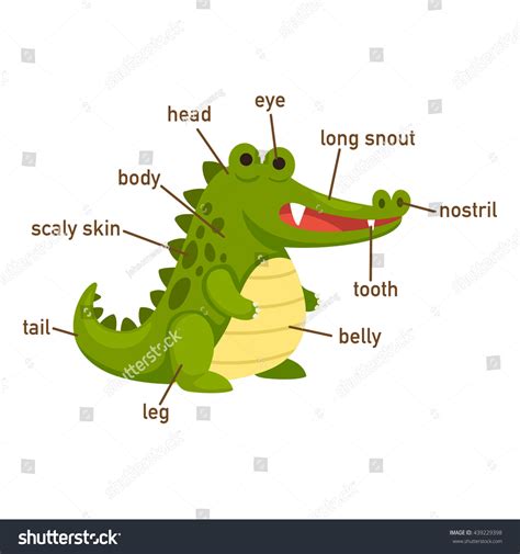 Illustration Crocodile Vocabulary Part Body Vector 스톡 벡터사용료 없음