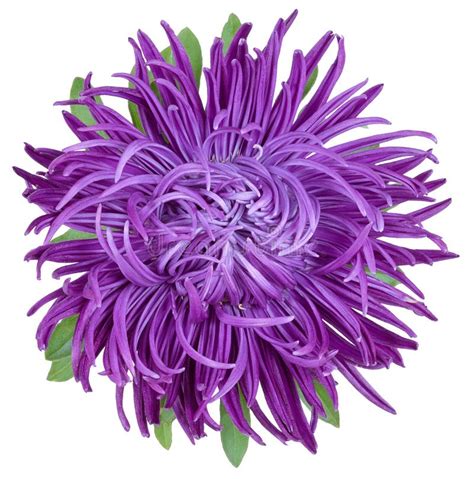 Aster, purple aster stock photo. Image of background - 100536860