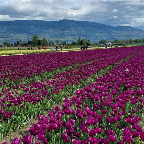 Chilliwack Tulip Festival In British Columbia Canada Member Stories