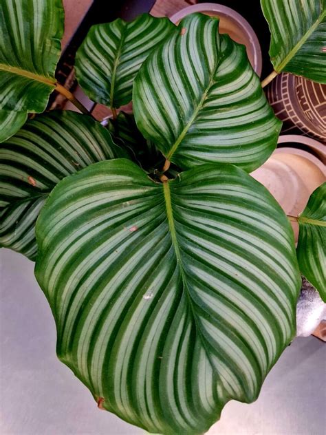 C Mo Cuidar La Calathea Orbifolia En Tu Hogar Jardinatis